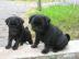 Mops Welpen umst�ndehalber abzugeben. 