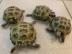 Abgabeliste Schildkr?ten / List Turtles
