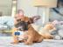 Franz�sische Bulldog Welpen