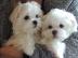 Maltesische Welpen zu verkaufen