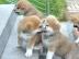 Akita Inu H�ndin mit Zucht- und Showpote