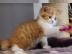 Wundersch�ner BKH Kater