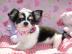 Teetasse Chihuahua Welpen !!