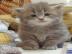 Maine Coon K�tzchen suchen neuen Wirkun