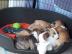 Miniatur Bullterrier Welpen