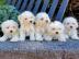 Bichon Frise Welpen zu verkaufen