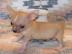 wundersch�ne mini Chihuahua Welpen -M�nn