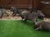 Tolle Pitbull Welpen