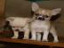 S��e Chihuahuawelpen suchen neues