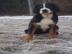 Grosser Schweizer Sennenhund FCI Welpen