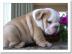 S��e Englisch Bulldoggen Welpen m.  Stamm