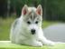Mini pomsky Welpen auf der Suche nach e