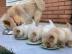 Adorable chow chow puppies