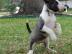 Bildsch�ne MiniatureBull Terrier mit FCI