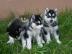 Blaue Augen Siberian Husky-Welpen sind n