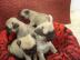 Entz�ckende M�nnliche und weibliche Mops