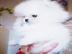 Jovial Teacup Pomeranian Pups Verf?gbar