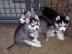 Siberian Husky Welpen aus kontrollierter