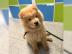 Chow Chow Welpen-whatsapp Nummer +436504