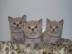 Reinrassige BKH Babies