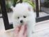 S��e Zwergspitz Pomeranian Welpen zu ver