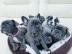Blaue Franz?sische Bulldogge Welpen