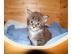 Super ssse Maine Coon Kitten
