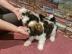 Shih Tzu Welpen