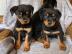 Bezaubernde Rottweiler-Welpen (R�de und