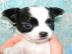 S�sse Chihuahuawelpen mit Ahnentafel