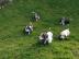 Bassett Hounds jetzt bereit f?r ein neue