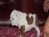 Englische Bulldoggen, Babys suchen ein z