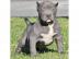 American Staffordshire Pitbull Welpen. wh