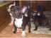 Franz�sische Bulldoggenwelpen mit Ahnent