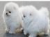 Wundersch�ne Pomeranian Zwergspitz Welpe
