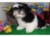 Shih Tzu Welpen ein Zuhause f�r jemand