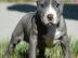American Pitbull Terrier Welpen (Rednose