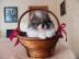 Mini zwergspitz Pomeranian Welpen