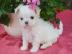 S�sse Malteser Welpen