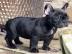 Sch?ne franz?sische Bulldogge mit Stammb