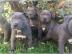 Reinrassigen American Pitbull Terrier We