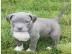 Reinrassige American Pitbull blueline