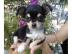 mini MiNi Chihuahua Welpen !Papiere! sehr ede