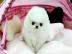 S��e Pomeranian Zwergspitzwelpen