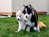 Gorgeous Pomsky Pups f�r die Annahme