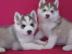 Wundersch�ne Siberian Husky Welpen