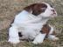 Wundersch�ne  Englischer Bulldoggen Welp