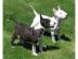 Bull terrier Welpen