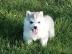 Siberian Husky puppies
