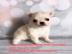 s��e MINI chihuahua welpen mit Papieren